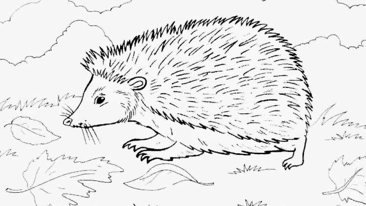 Раскраска Ёжик