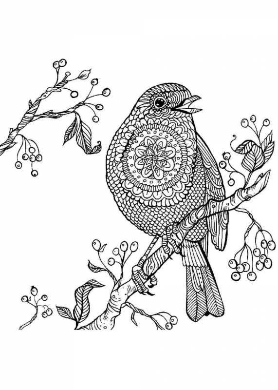 Снегирь вектор раскраска