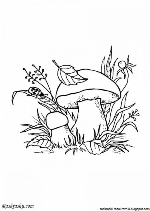 Гриб Лисичка для раскрашивания