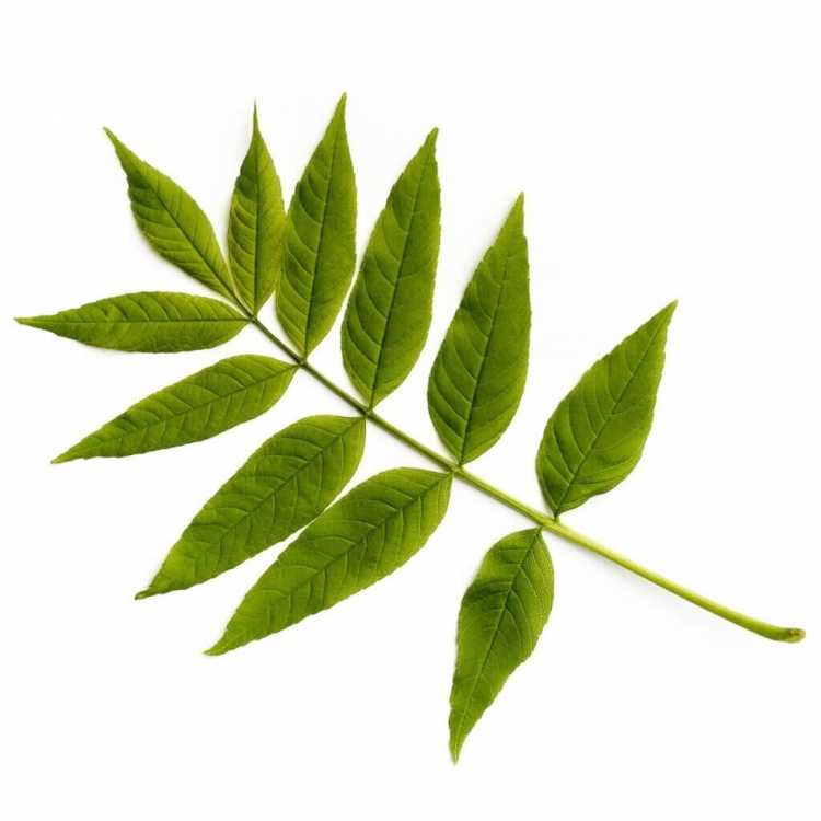 Лист ясеня на прозрачном фоне