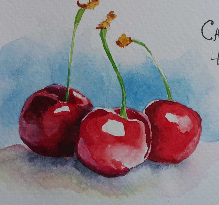 Вишенка акварель