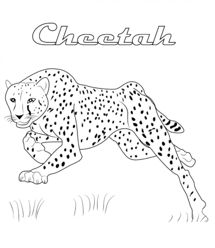 Гепард раскраска для детей