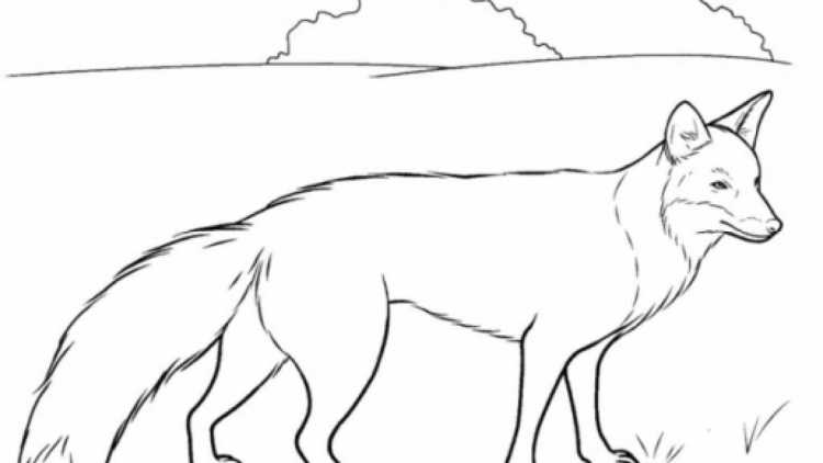 Раскраска Лисичка