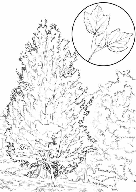 Рисунки деревьев карандашом для срисовки