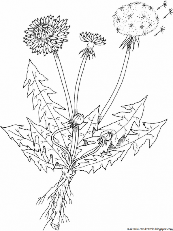 Раскраска одуванчиков с образцом