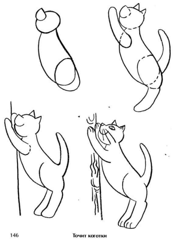 Британская кошка рисунок карандашом