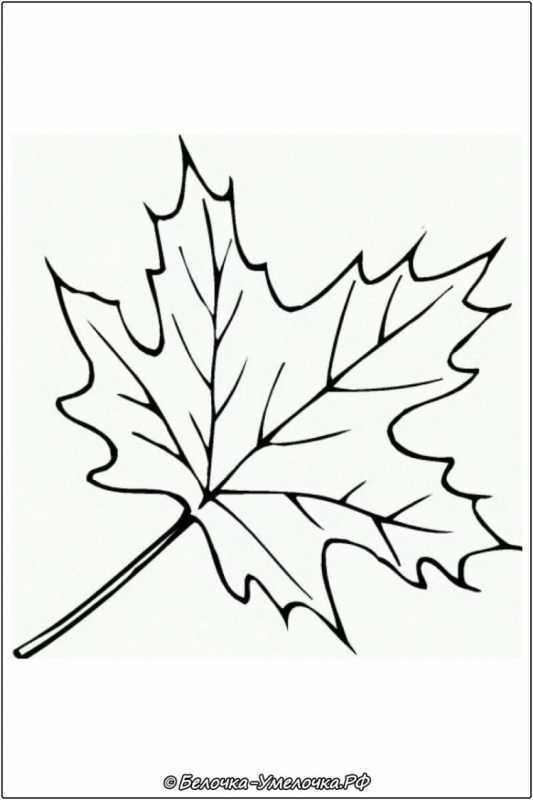 Лист березы раскраска