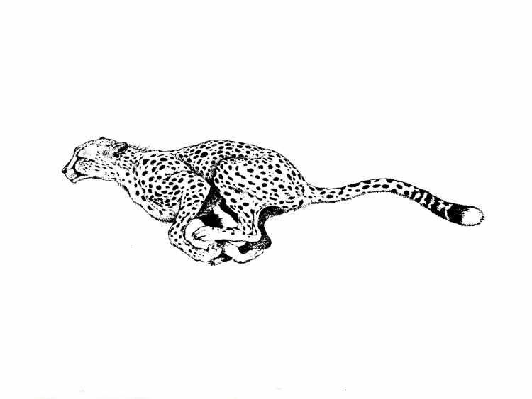 Раскраски с милыми животными