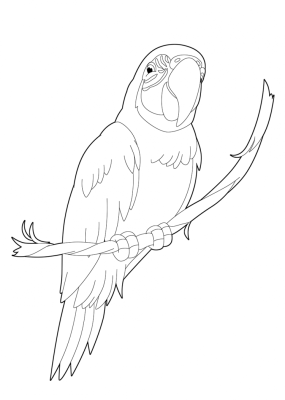 Желтохохлый Какаду раскраска
