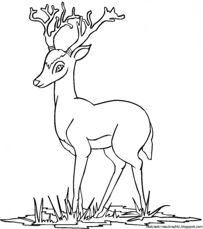 Раскраска олень новогодний