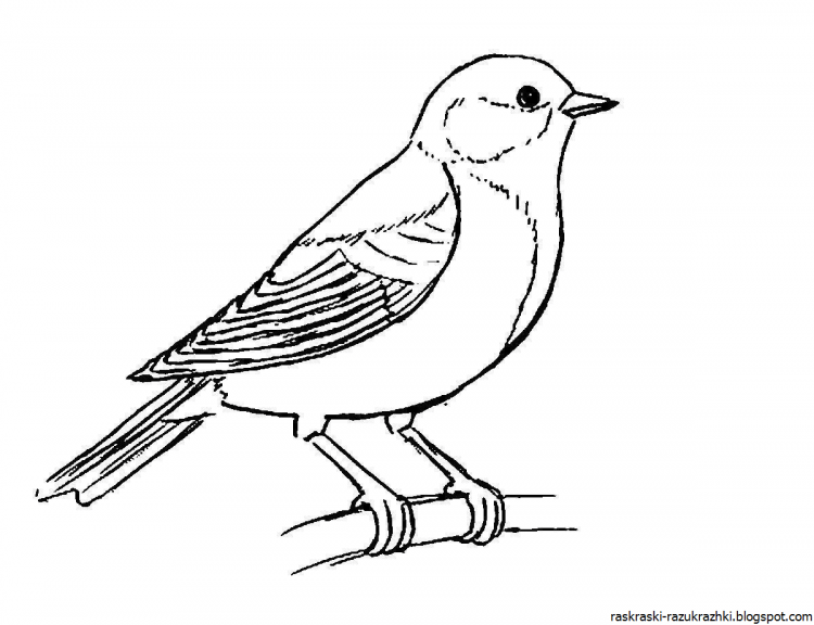 Разукрашки зимующие птицы синица