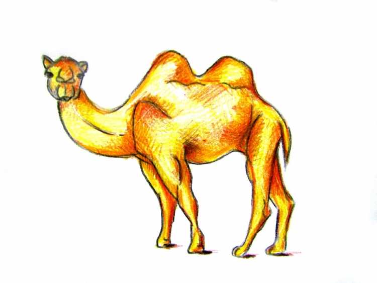 Верблюд раскрашенный в цвете
