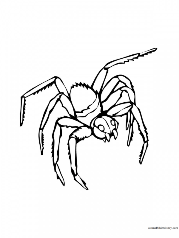 Паук птицеед раскраска