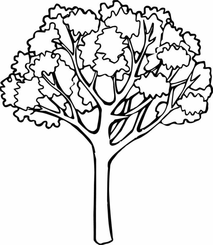Дерево раскраска