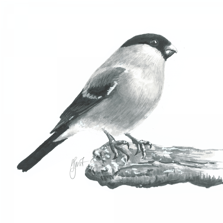 Снегирь раскраска для детей