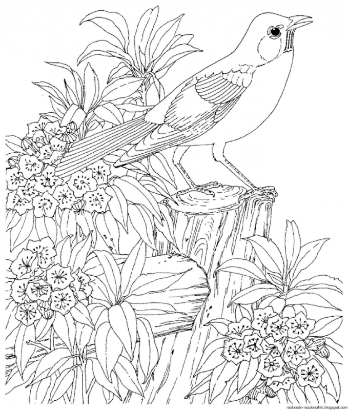 Раскраски природа красивые