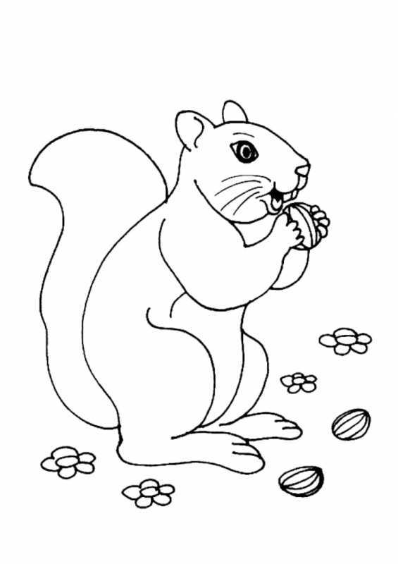 Белочка и мышка раскраска