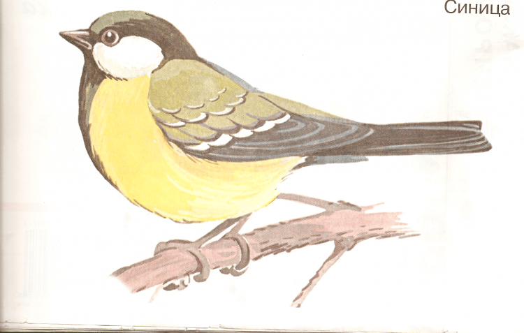 Птичка синичка раскраска