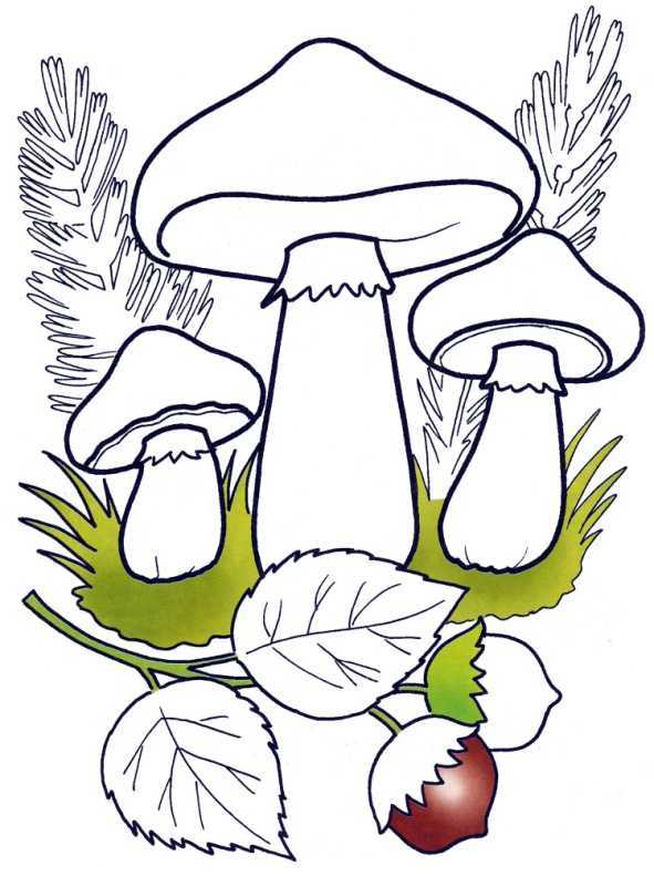 Грибы раскраска для детей