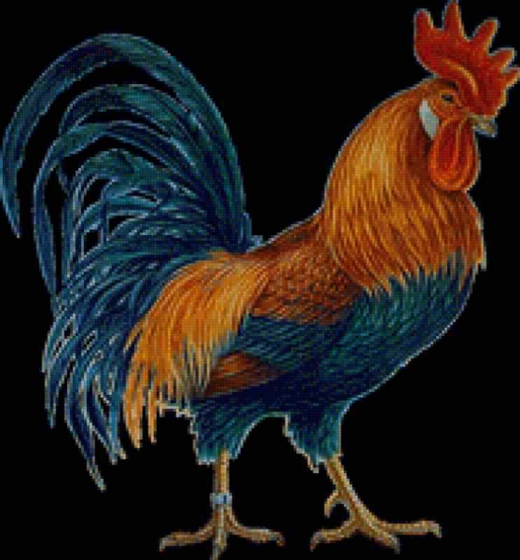 Петух картинка