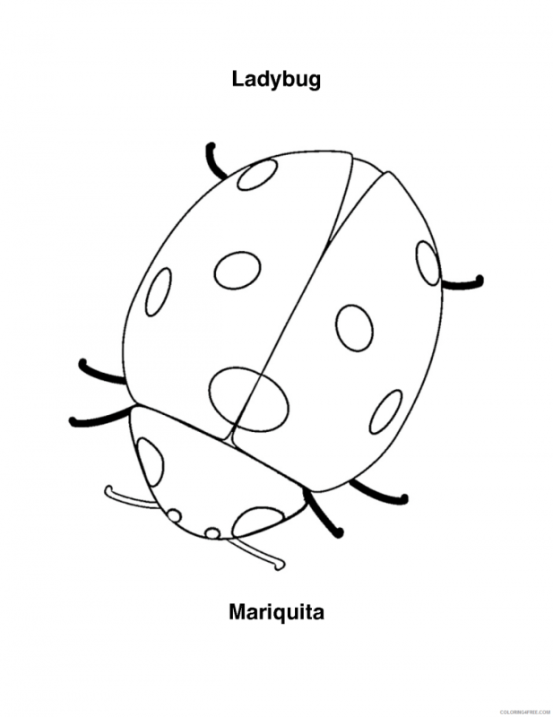 Божья коровка на цветке раскраска