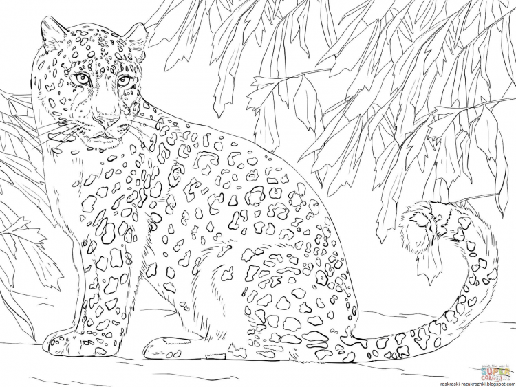 Зарисовки гепарда