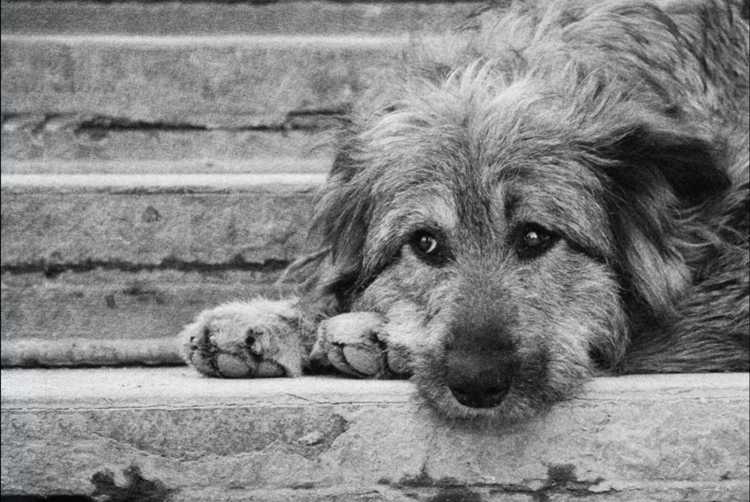 Детские рисунки животных