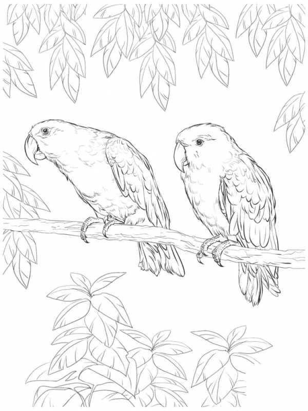 Попугай ара раскраска