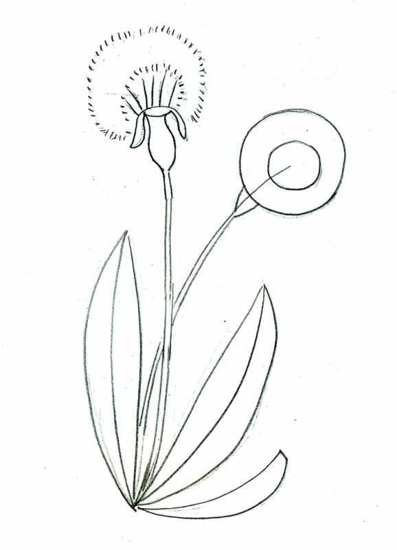 Одуванчик карандашом