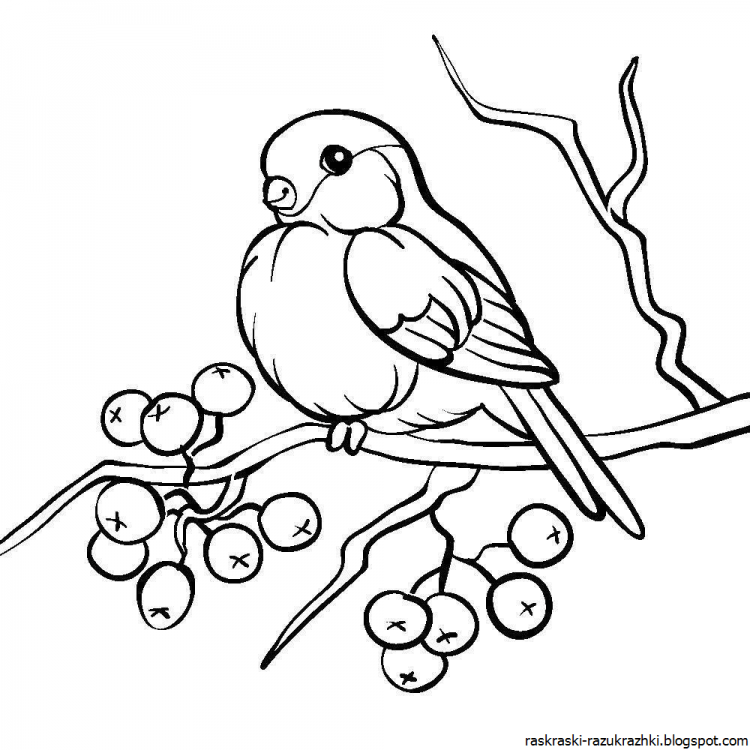 Снегирь на ветке раскраска