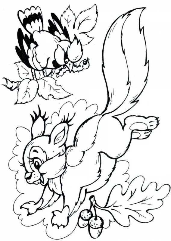 Белочка рисунок карандашом