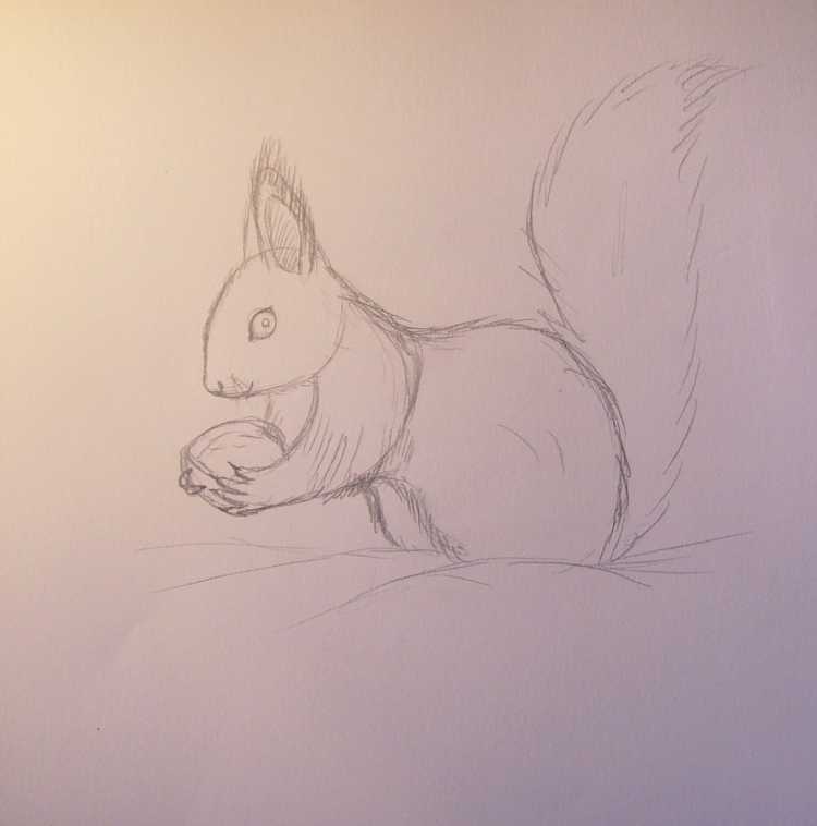 Белки для срисовки