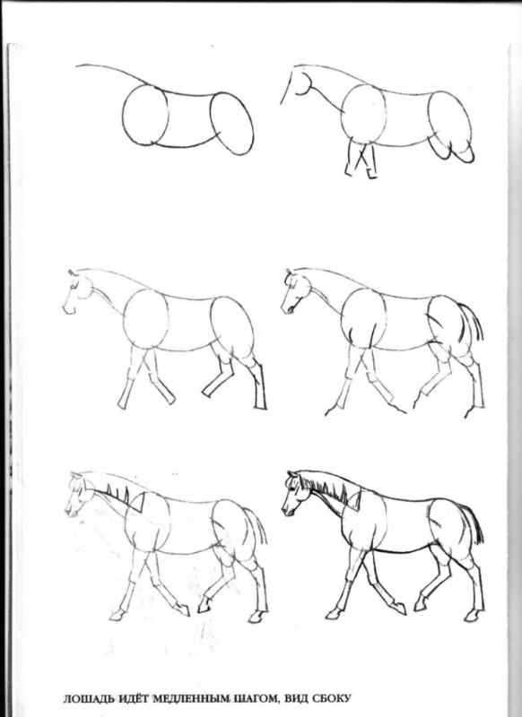 Рисование лошади поэтапно