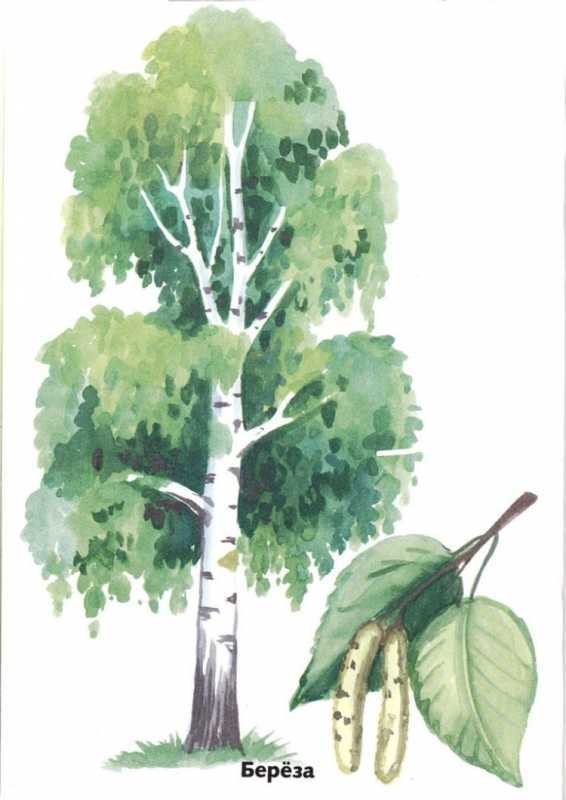 Дерево раскраска для детей