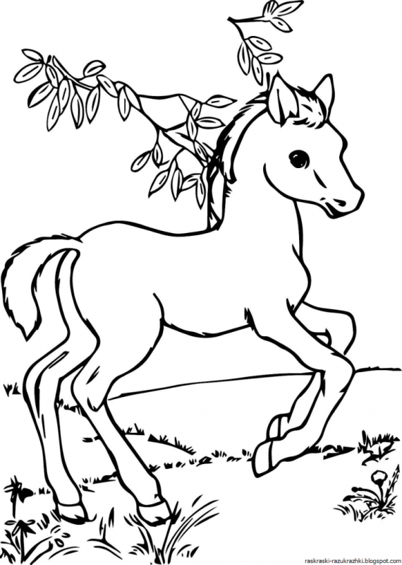 Раскраски для девочек лошадки красивые