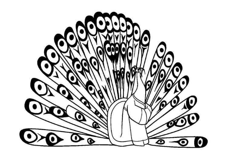 Павлин раскраска для малышей