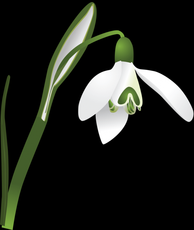 Поэтапное рисование весенних цветов