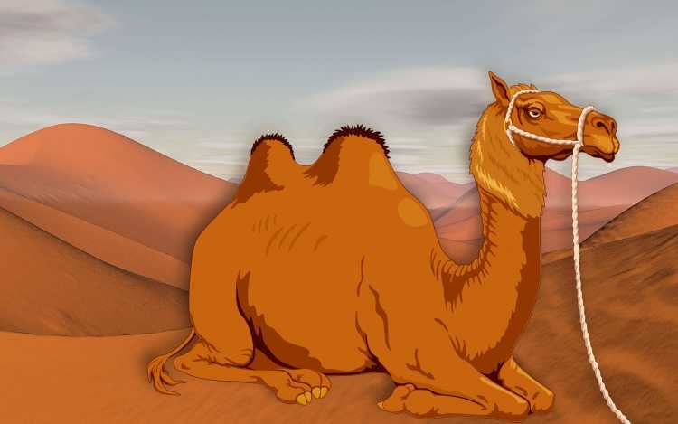 Верблюд раскраска для детей