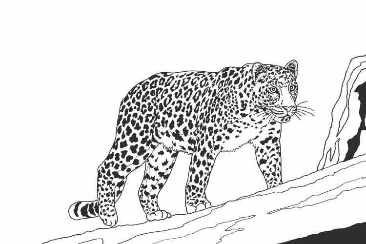 Леопард рисунок карандашом