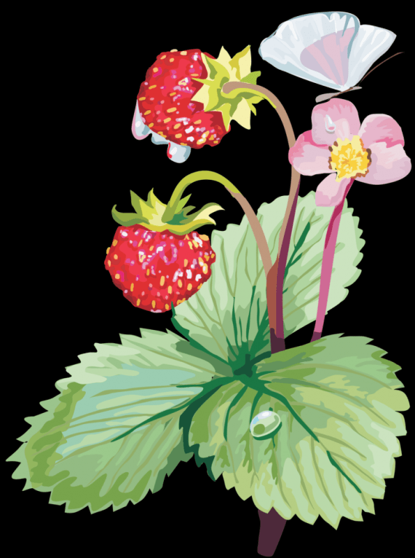 Земляника для детей