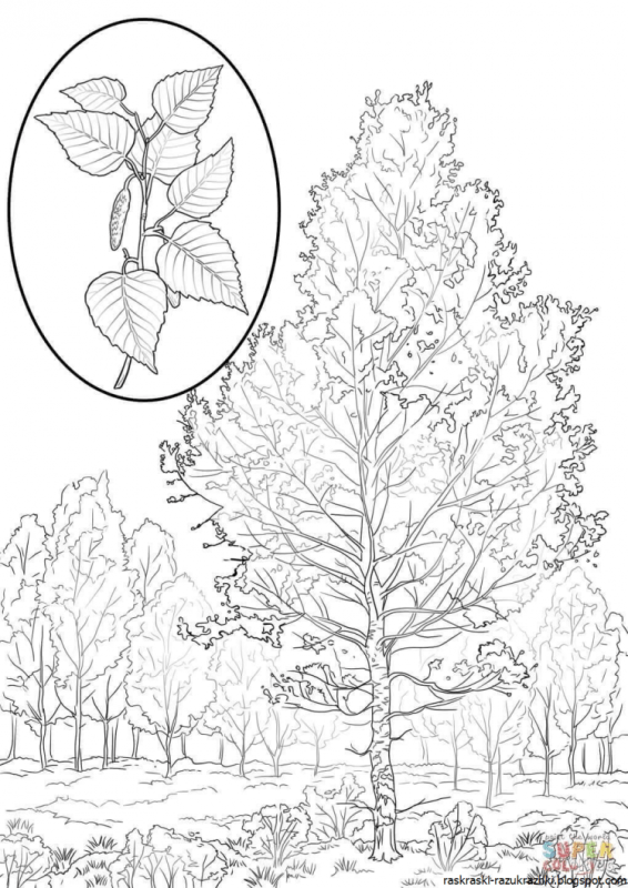 Береза Графика