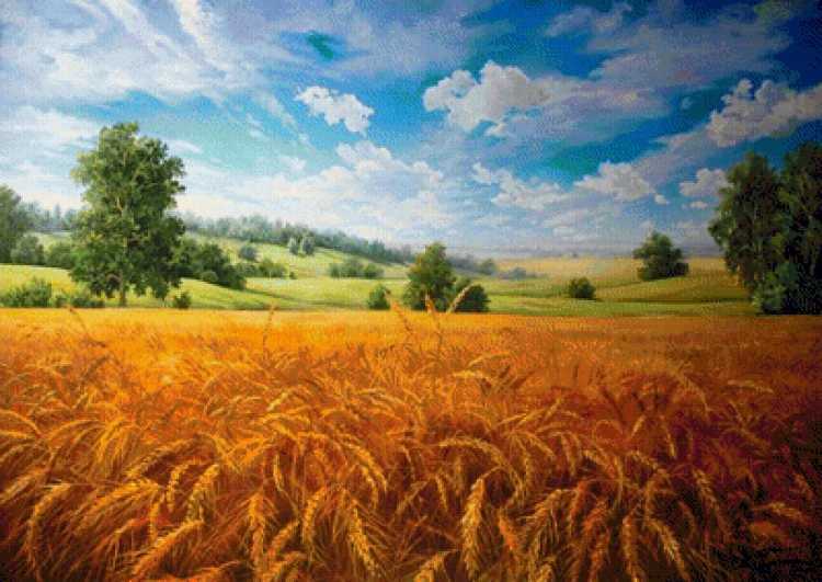 Аркадий Олейник картины пшеничное поле