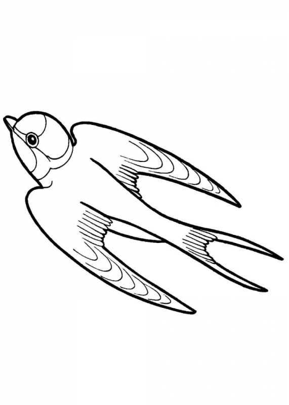 Ласточка раскраска