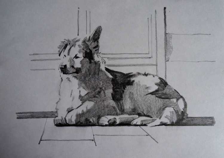 Бездомные животные Графика