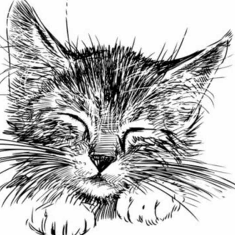 Кошка штрихами