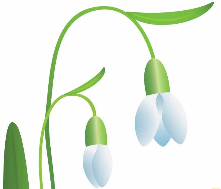 Подснежники раскраска для детей