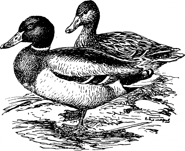 Утка для раскрашивания