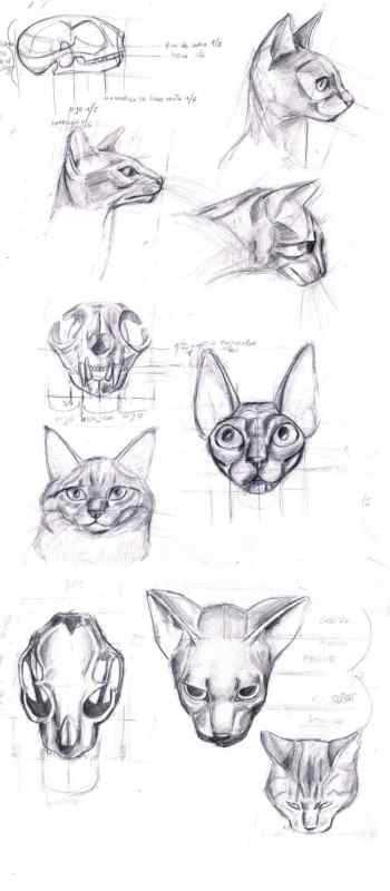 Морда кота сбоку туториал