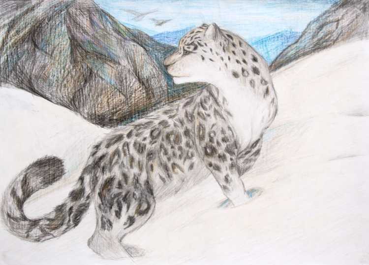 Ирбис снежный Барс срисовка