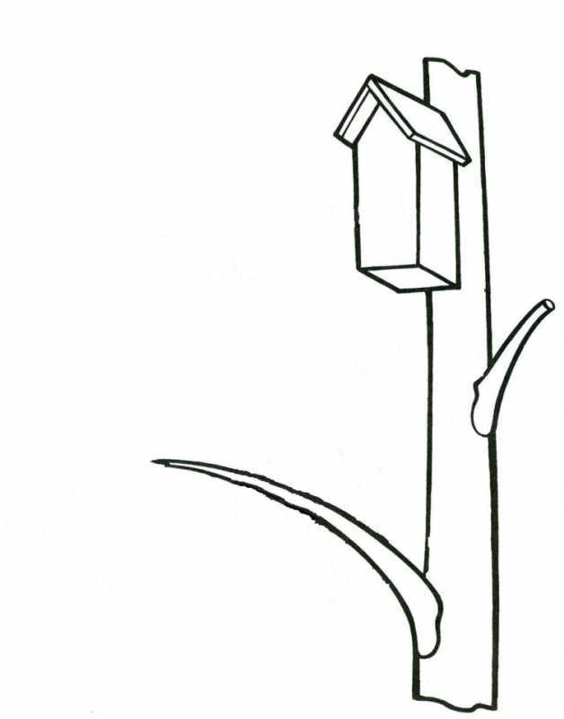 Раскраска березы и речка